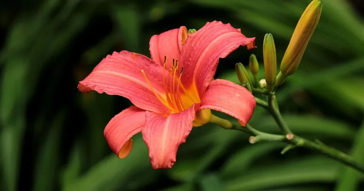 A efemeridade da Hemerocallis: a flor que encanta em Joinville