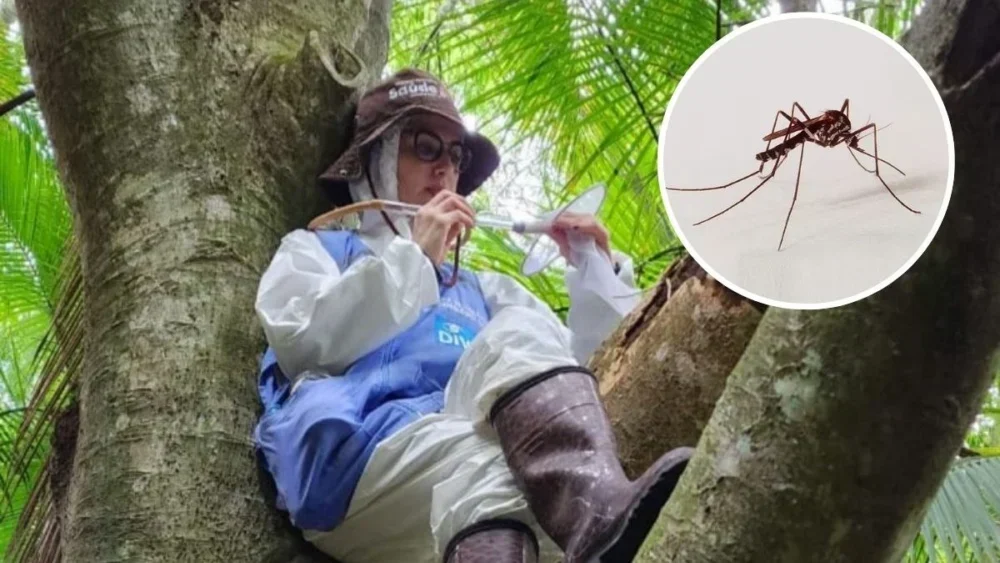 Alerta inédito: mosquito da febre amarela em SC