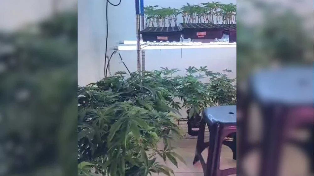 Apreensões de Drogas em SC: Crescimento Alarmante em 2025