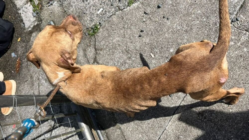 Cenário de horror em criação clandestina de cães em SC