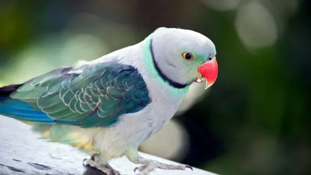 Invasão de Periquitos na Patagônia: Desafios e Soluções