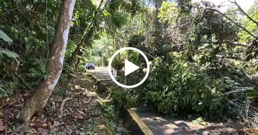 Joinville: Mirante Interditado Após Ventania e Queda de Árvores