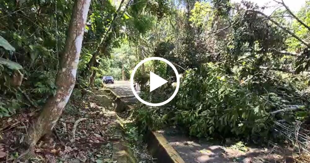 Joinville: Mirante Interditado Após Ventania e Queda de Árvores