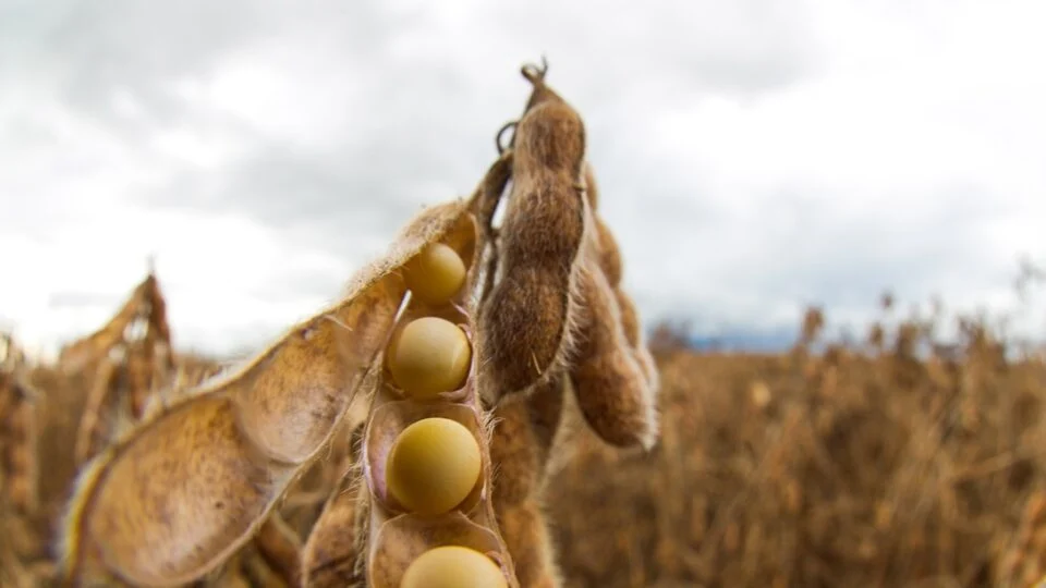 Agronegócio brasileiro enfrenta pressão com Selic a 15% e inadimplência de 8,1%
