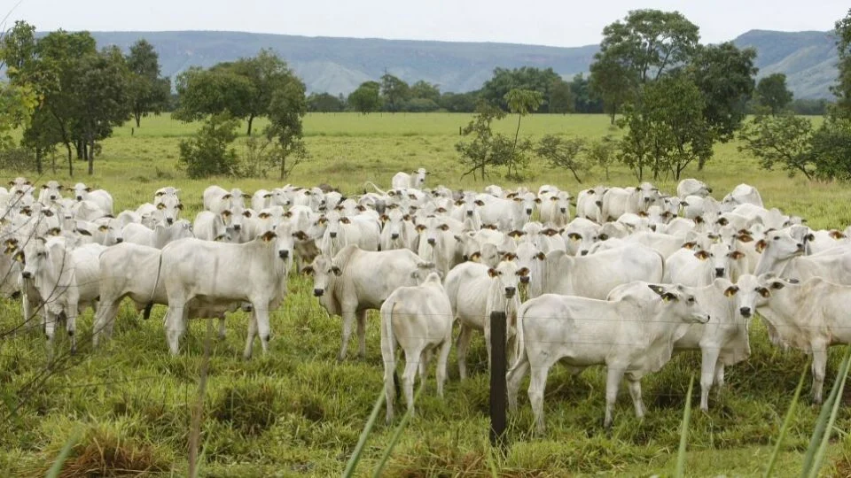 Brasil supera EUA e se torna maior produtor de carne bovina do mundo em 2025