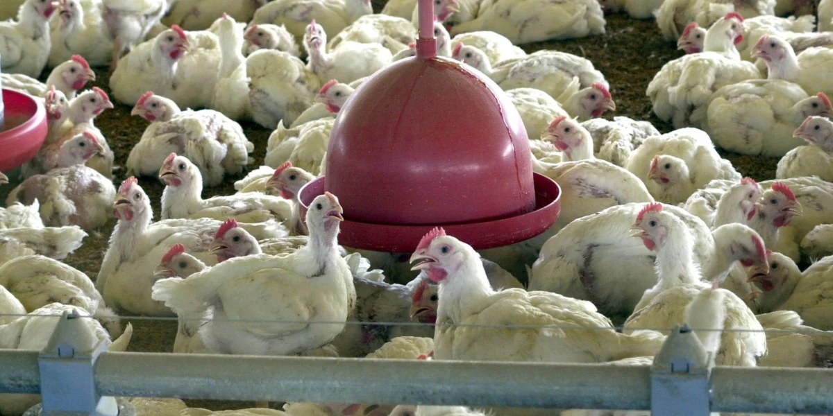 China encerra embargo e libera importação de frango do RS após surto sanitário