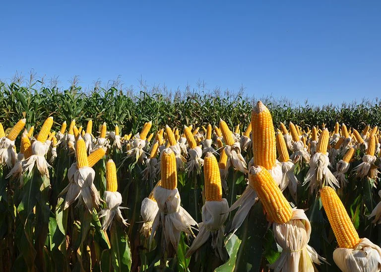 Embrapa lidera com 34 patentes em biofertilizantes e enfrenta concorrência estadunidense