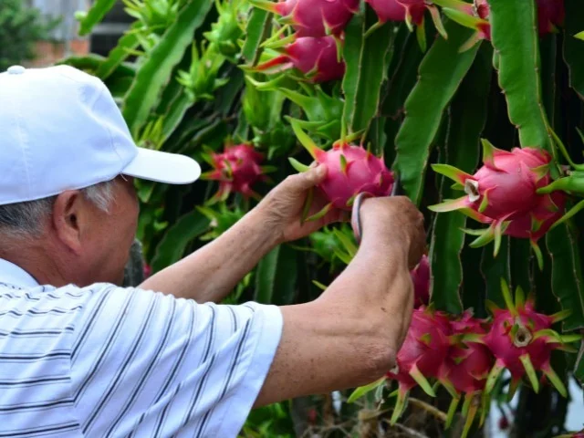 Epagri anuncia colheita da pitaia com safra recorde de 7,8 mil toneladas