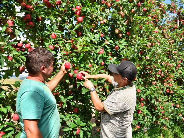 Epagri e Fapesc anunciam investimento de R$ 7,87 milhões em inovação agropecuária