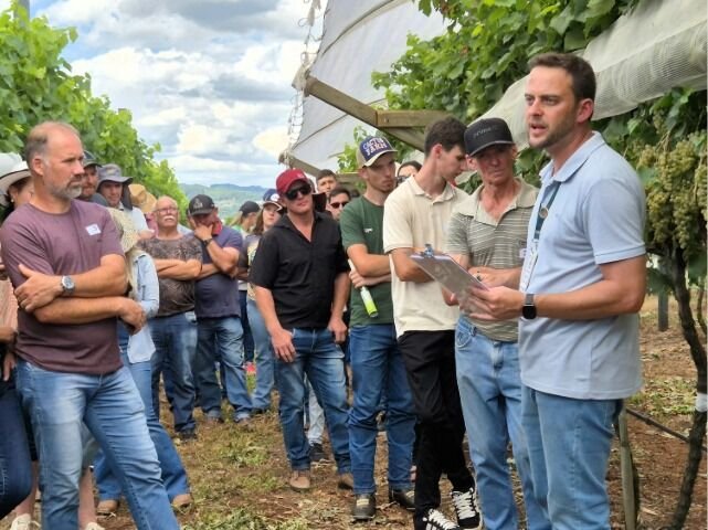 Epagri e UFSC lançam uvas Piwi e geram expectativa entre produtores de vinhos