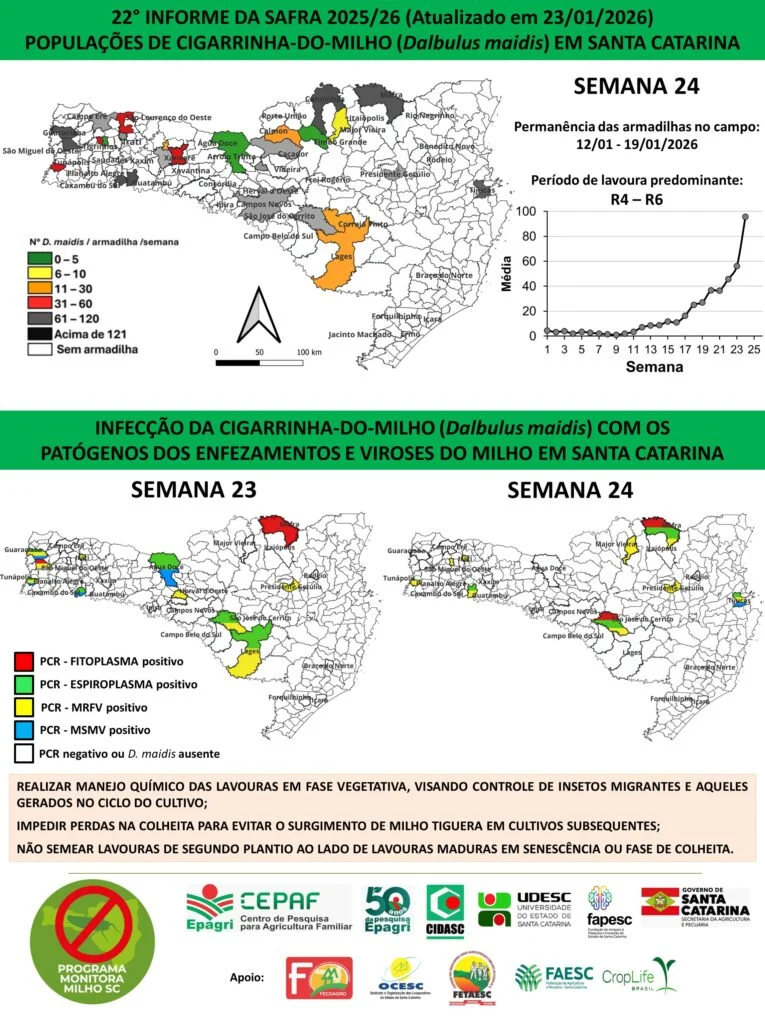Epagri registra 98 cigarrinhas-do-milho e alerta sobre alta infectividade