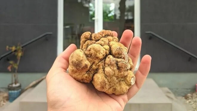 Fazenda Pecanera Brasil revela trufa de 213 gramas e surpreende mercado gourmet