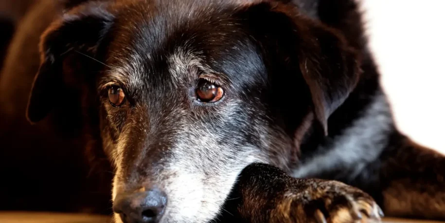 Gouzhen Zeng condenado a 5 anos por maus-tratos a cães em SP; juíza destaca crueldade