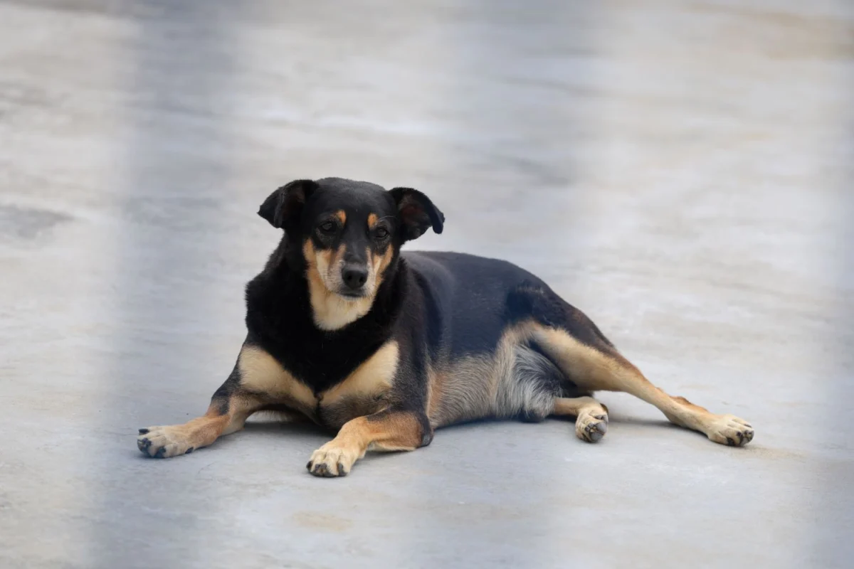 Governador Jorginho Mello sanciona lei que protege cães e gatos comunitários