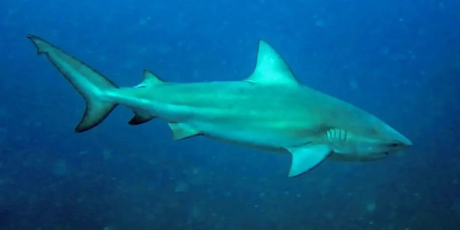 Governo de Pernambuco enfrenta crise após morte de Deivison Dantas em ataque de tubarão