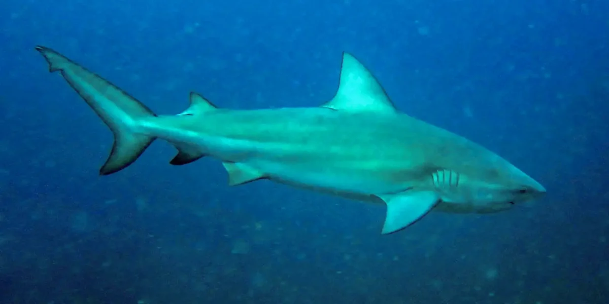 Governo de Pernambuco enfrenta crise após morte de Deivison Dantas em ataque de tubarão