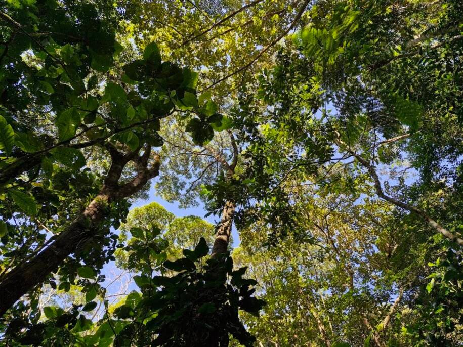 Instituto do Meio Ambiente de SC celebra 37 RPPNs com novas reservas em 2025