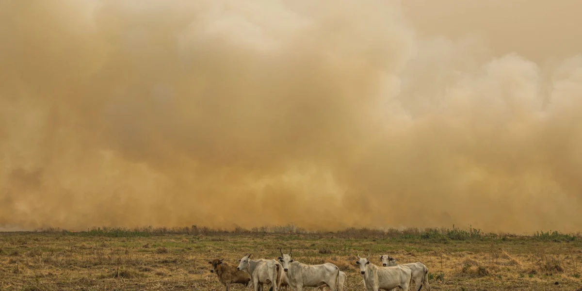 Instituto Nacional de Pesquisas Espaciais revela 4.347 focos de calor em janeiro