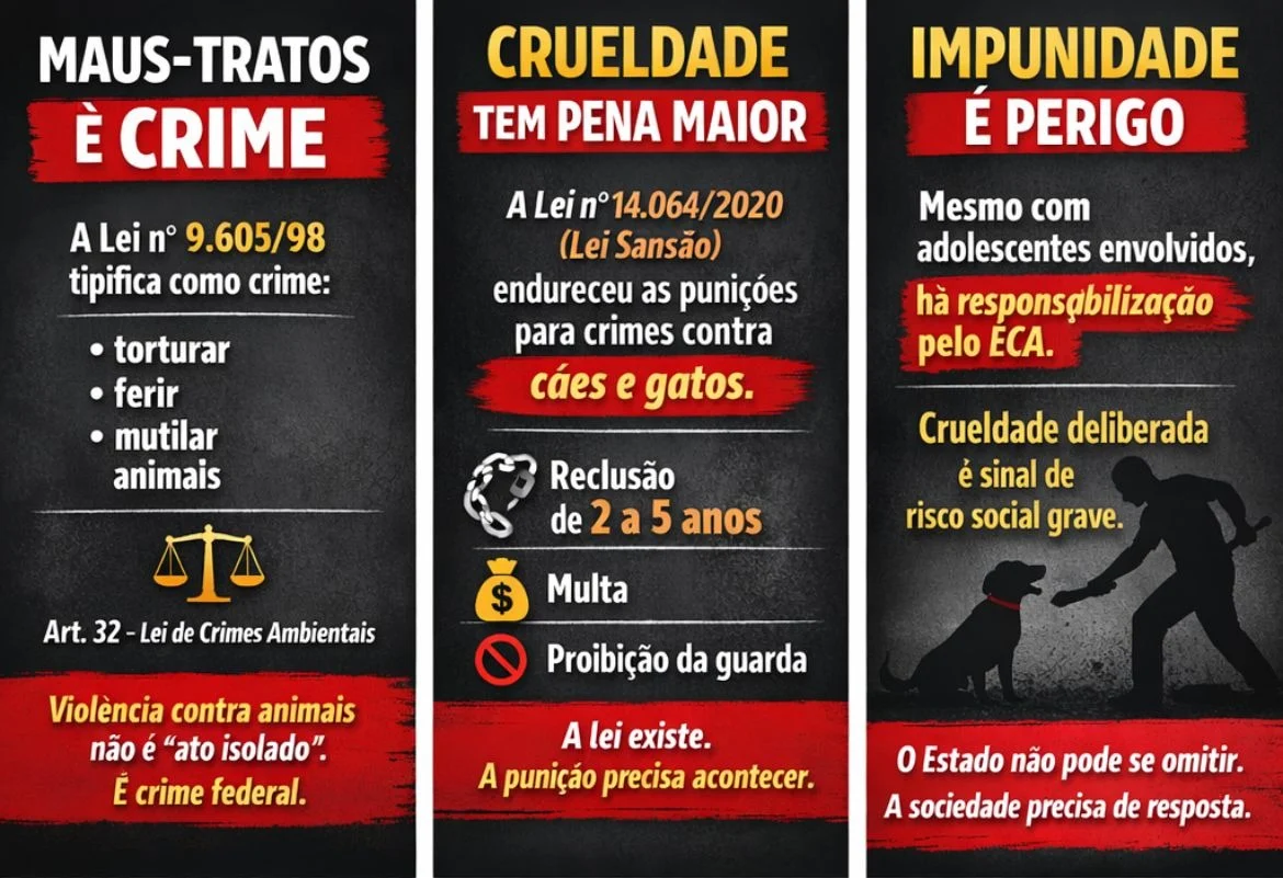 Morte do cão Orelha em Florianópolis revela colapso moral e impunidade