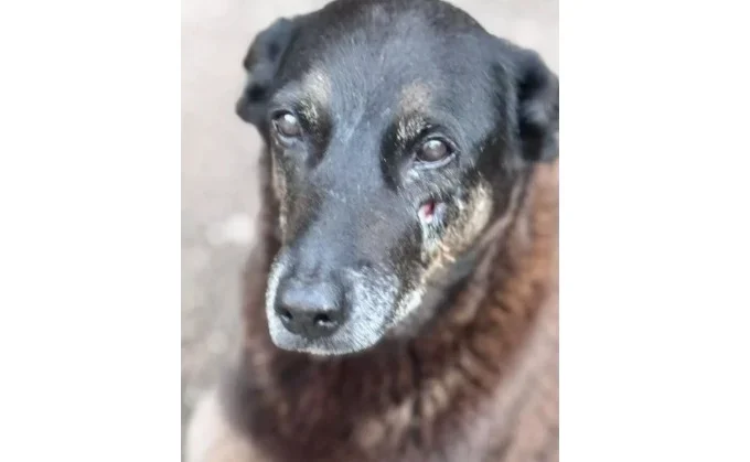 Polícia Civil investiga morte do cão Orelha e aponta adolescentes como autores