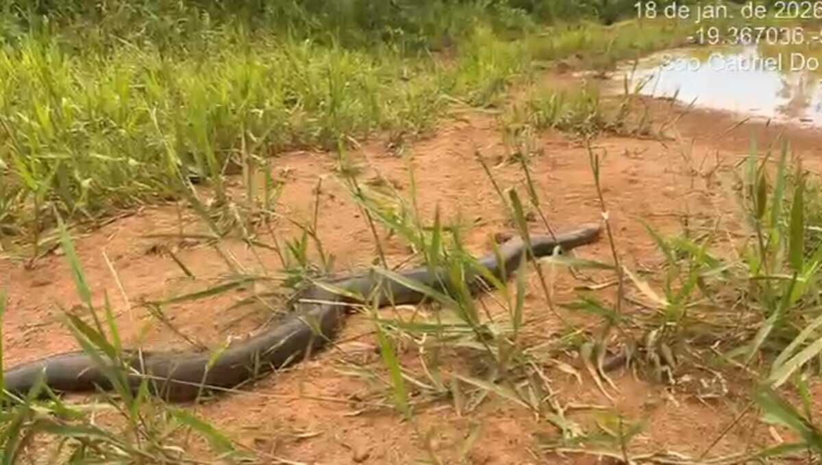 Polícia Militar Ambiental captura sucuri-verde que invadiu casa em MS