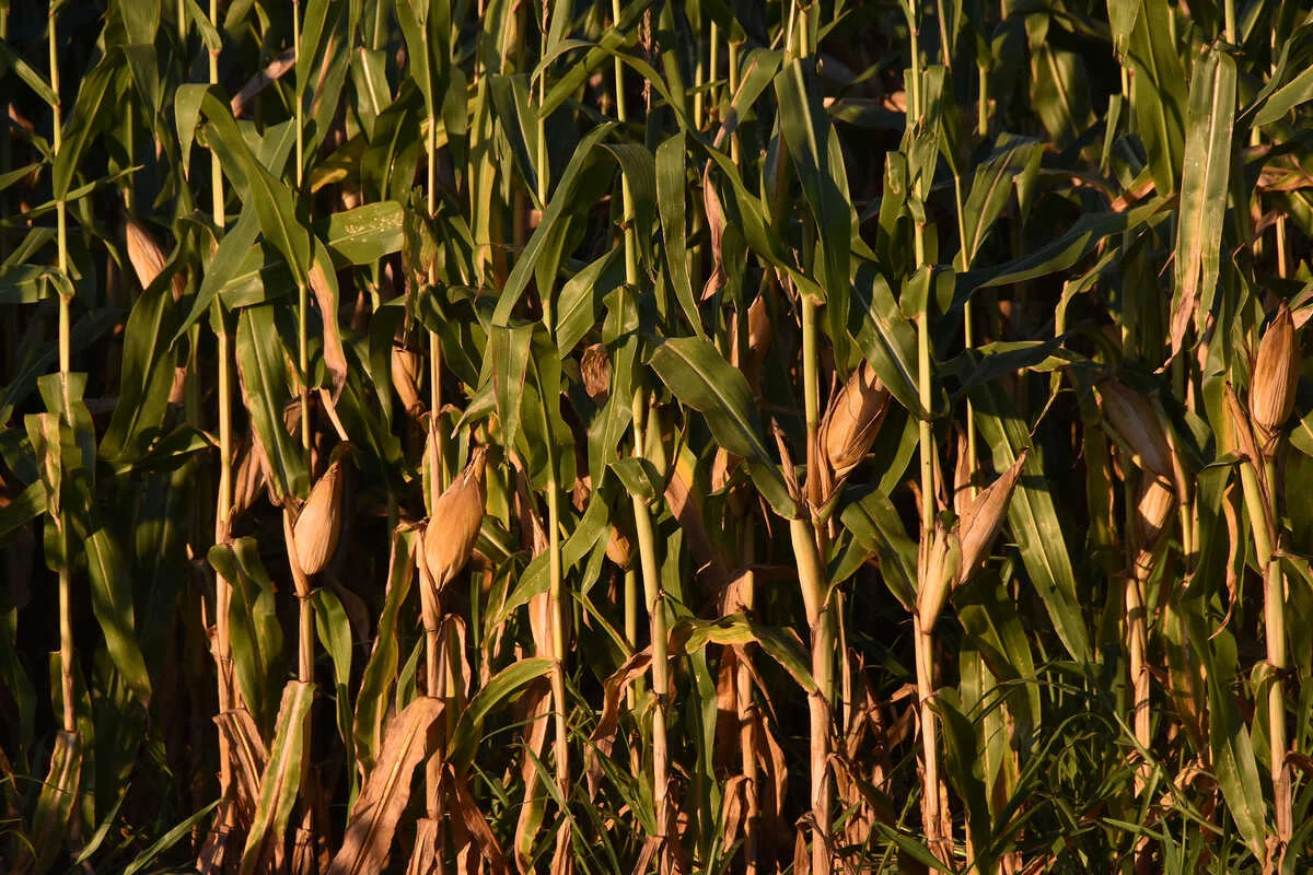 Aprosoja-MS revela queda de 21,6% na produção de milho em 2025/2026