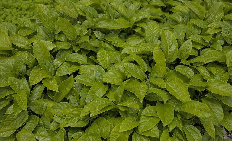 Banco Central revela crescimento de 6% no crédito rural e queda nos contratos