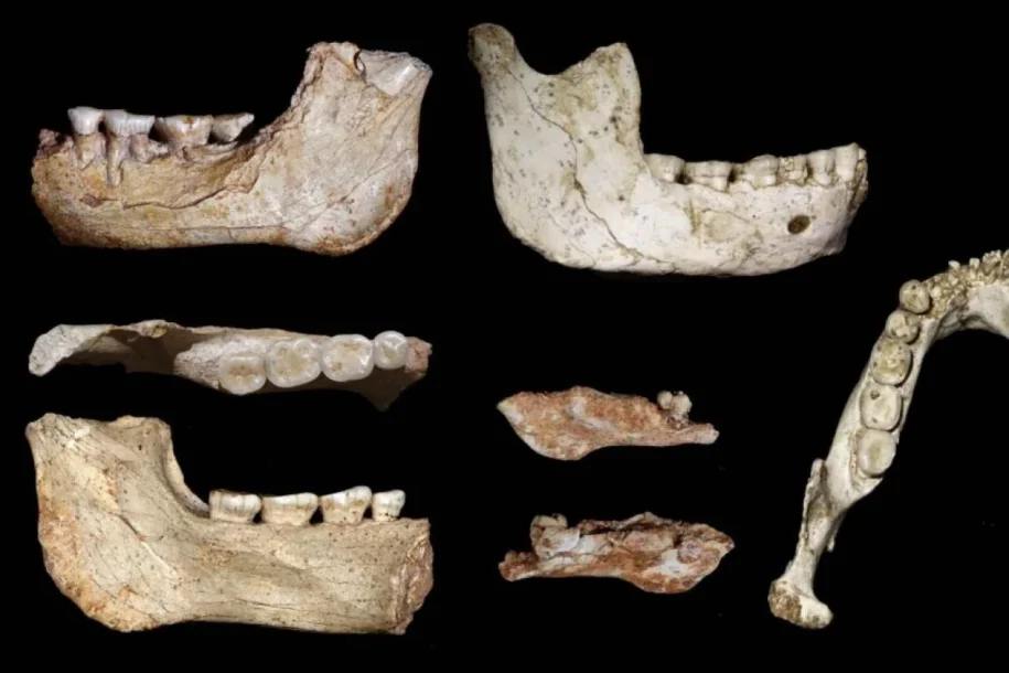 Cientistas do Collège de France revelam fósseis de hominídeos no Marrocos