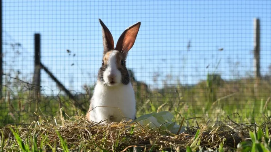 Cunicultura: Brasil quase se destacou na produção de carne de coelho, mas falhou