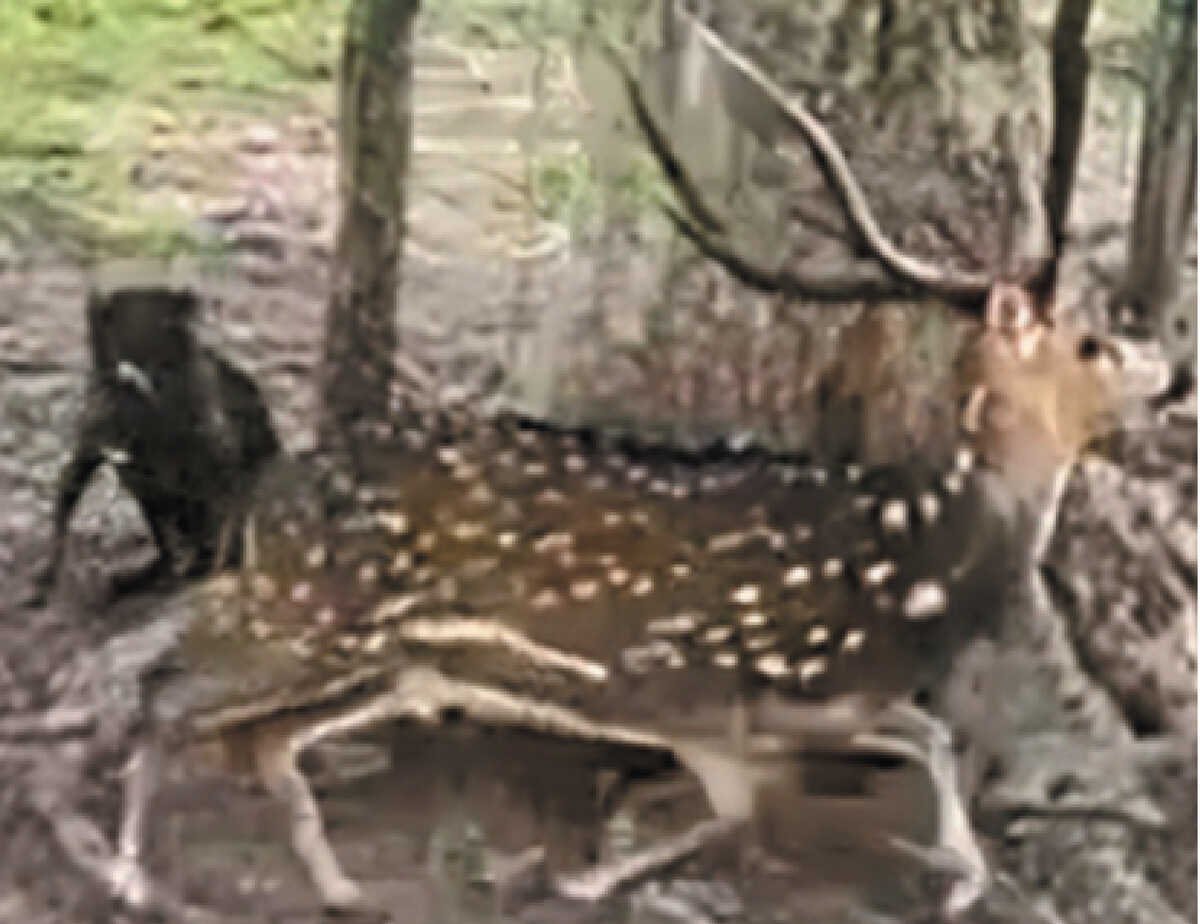 Embrapa e UFPR alertam sobre chital no Pantanal: ameaça ao cervo-do-pantanal