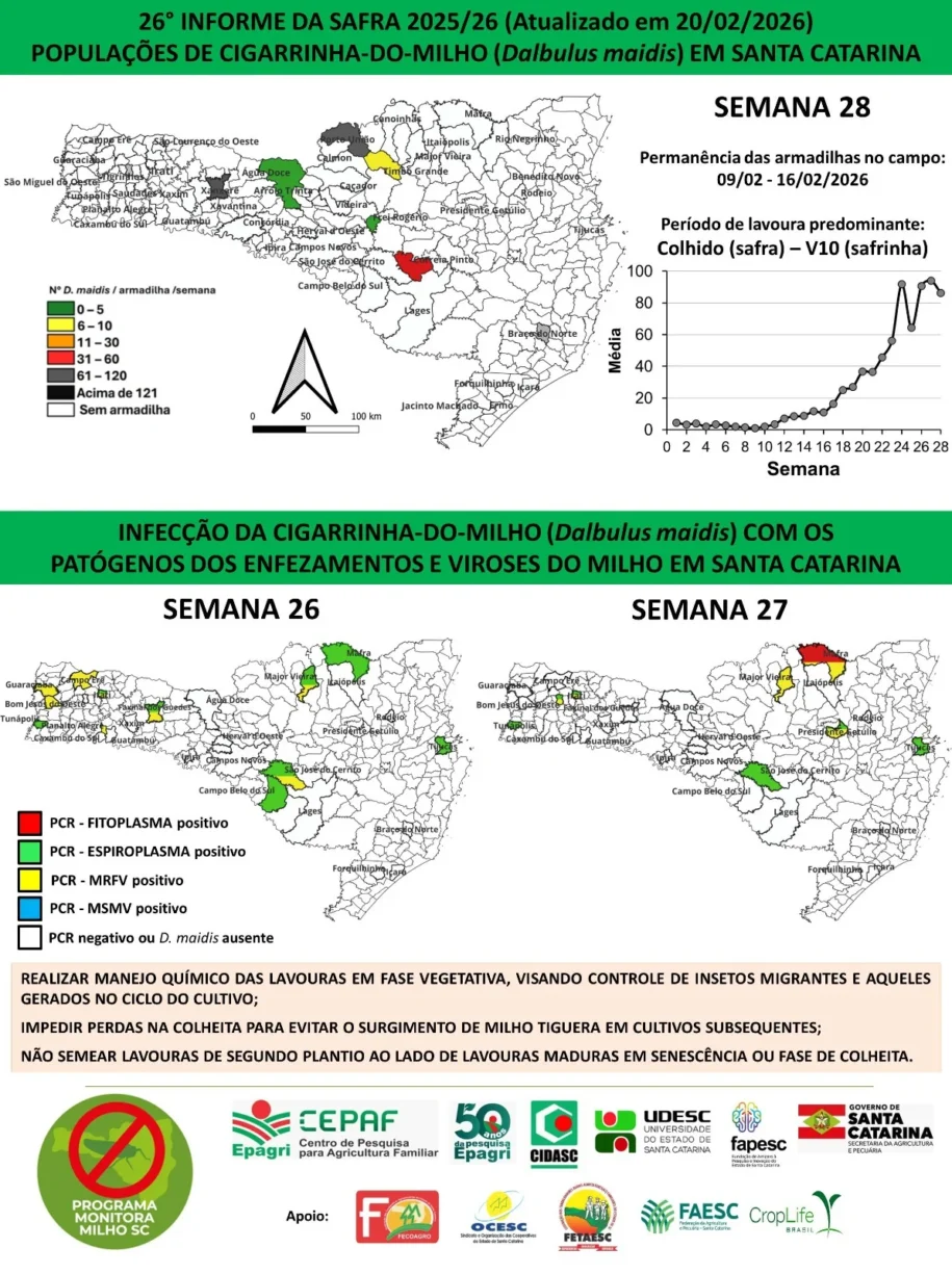 Epagri alerta: produtores enfrentam surto de cigarrinhas-do-milho e riscos à safra