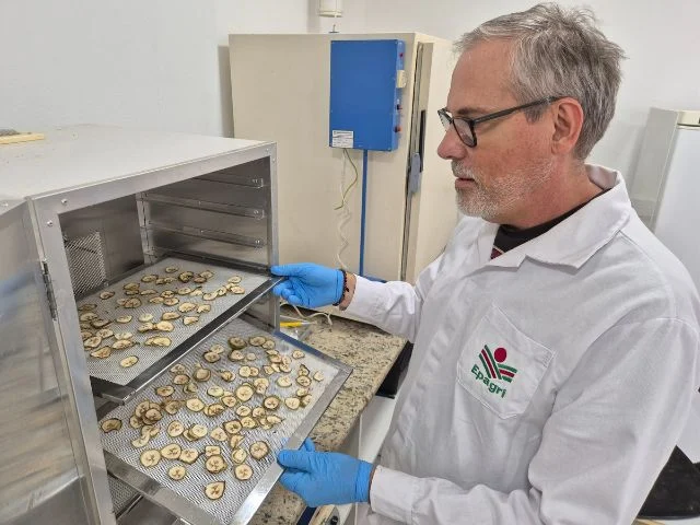 Epagri inicia pesquisa sobre banana e revela cultivar que promete 18,9 kg de farinha