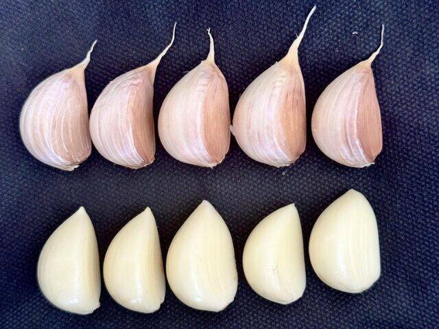 Epagri Lança Alho SCS385 Pérola com Potencial de 14 Toneladas por Hectare