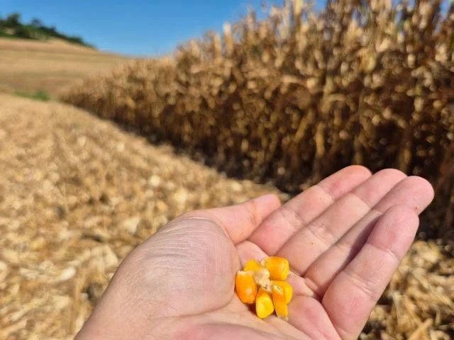 Epagri revela que Extremo-Oeste catarinense deve colher 200 sacas de milho por hectare