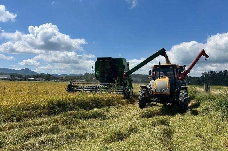 Evandro Bertoldi lidera colheita de arroz em Itajaí com expectativa de 8,5 mil quilos
