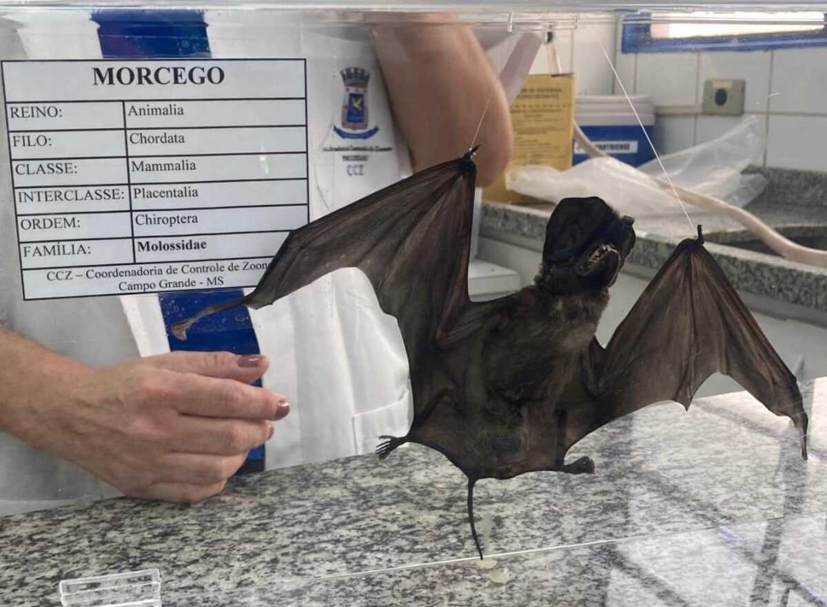 Gerência de Controle de Zoonoses confirma 3º caso de morcego com raiva em 2023