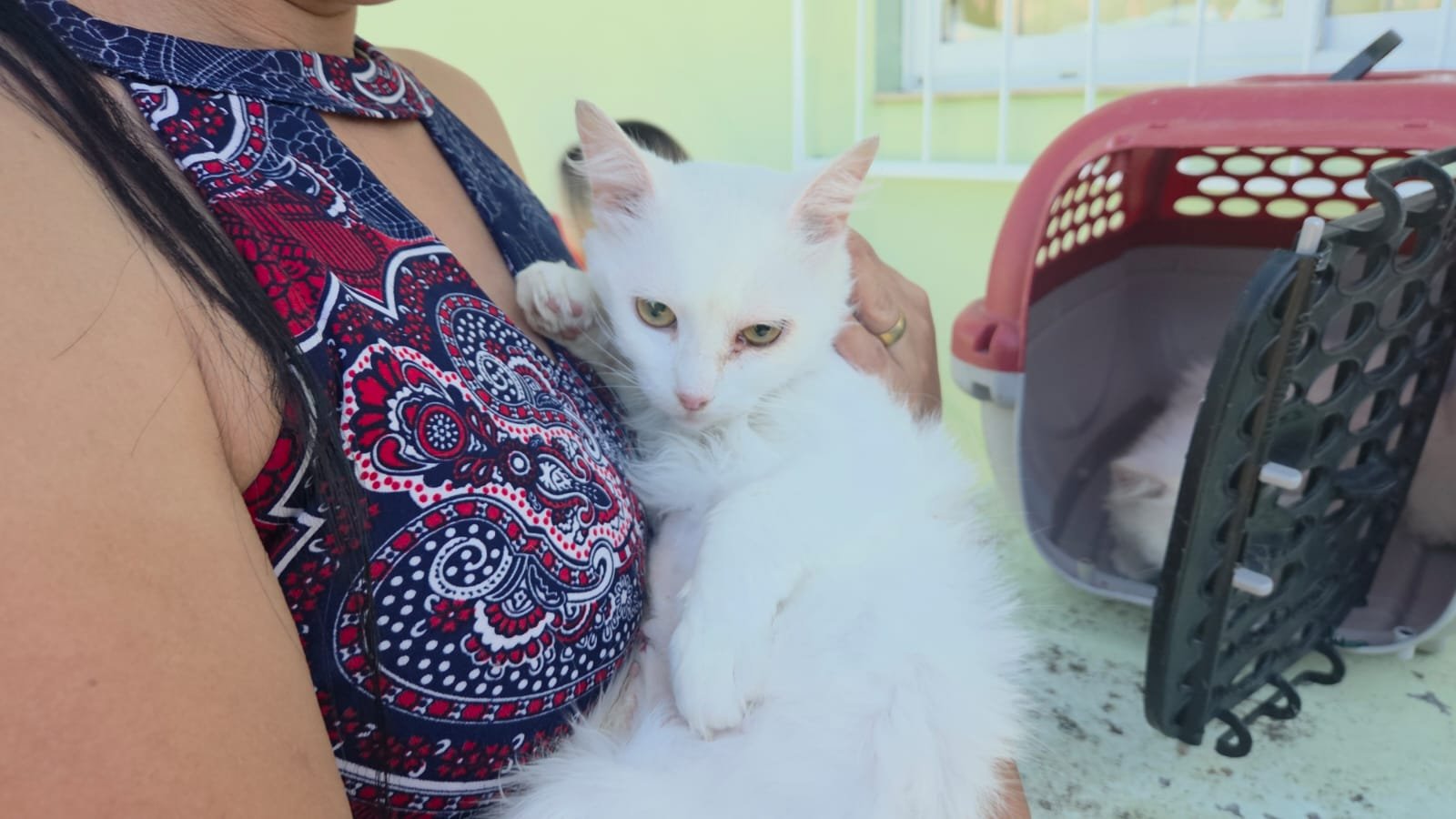 Governo de Santa Catarina libera R$ 17 milhões para castrações de pets em 273 cidades