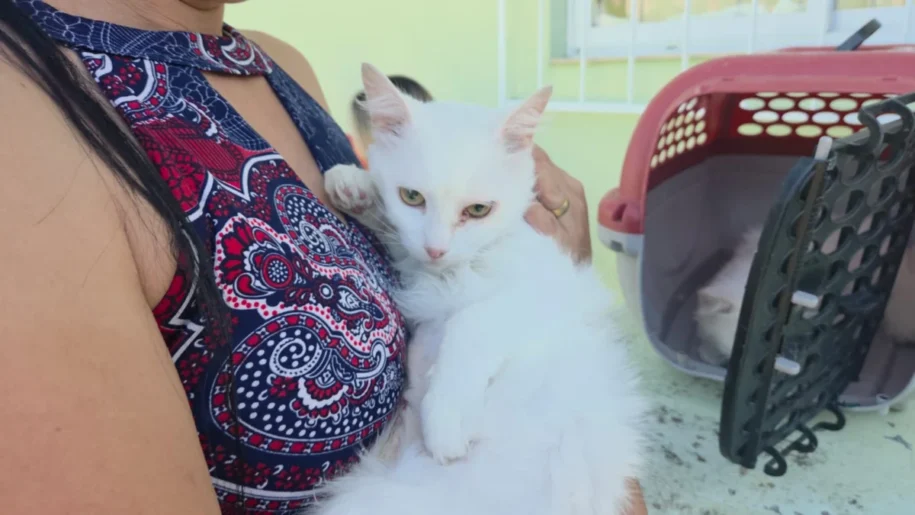 Governo de Santa Catarina libera R$ 17 milhões para castrações de pets em 273 cidades