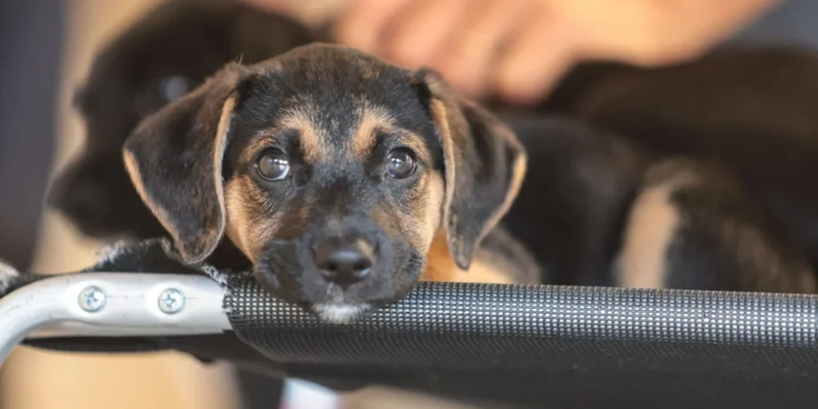 Instituto Ampara Animal lança campanha após espancamento do cão Orelha em SC