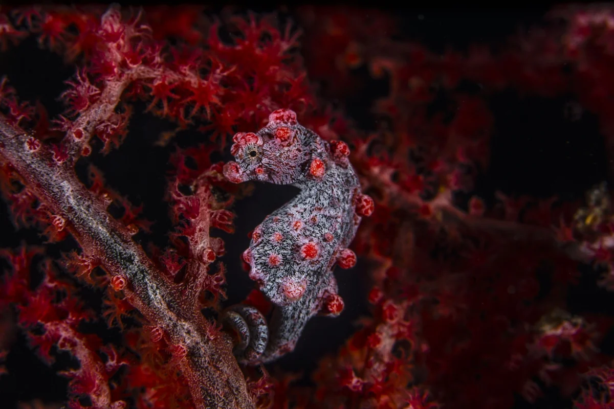 José Jeri enfrenta julgamento no Peru após apenas quatro meses no cargo