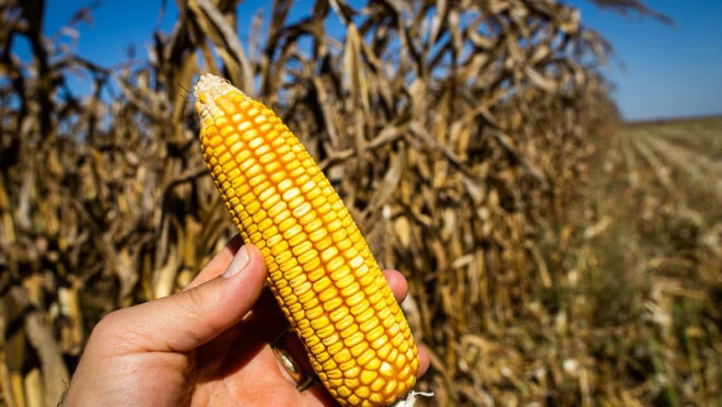 Ministério da Agricultura afirma: etanol de milho não ameaça produção de alimentos