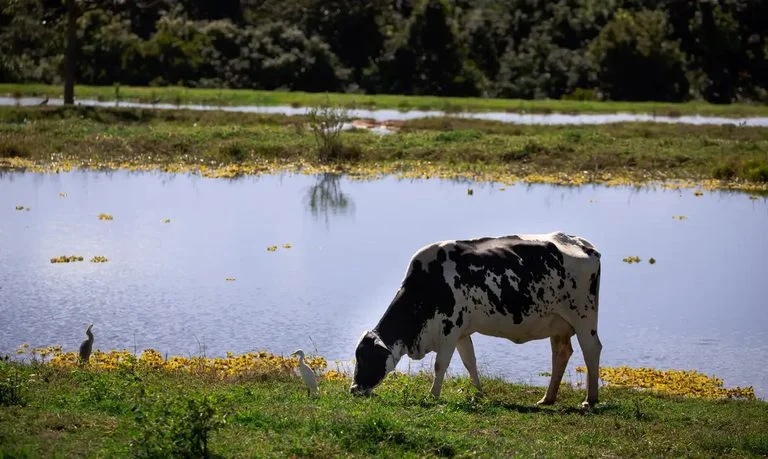 Ministério do Desenvolvimento Agrário quadruplica produção de leite com embriões