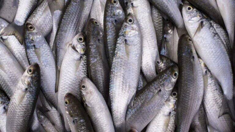 MPA e MMA aumentam cota da Tainha em 20% para 2026; limite é de 8.168 toneladas