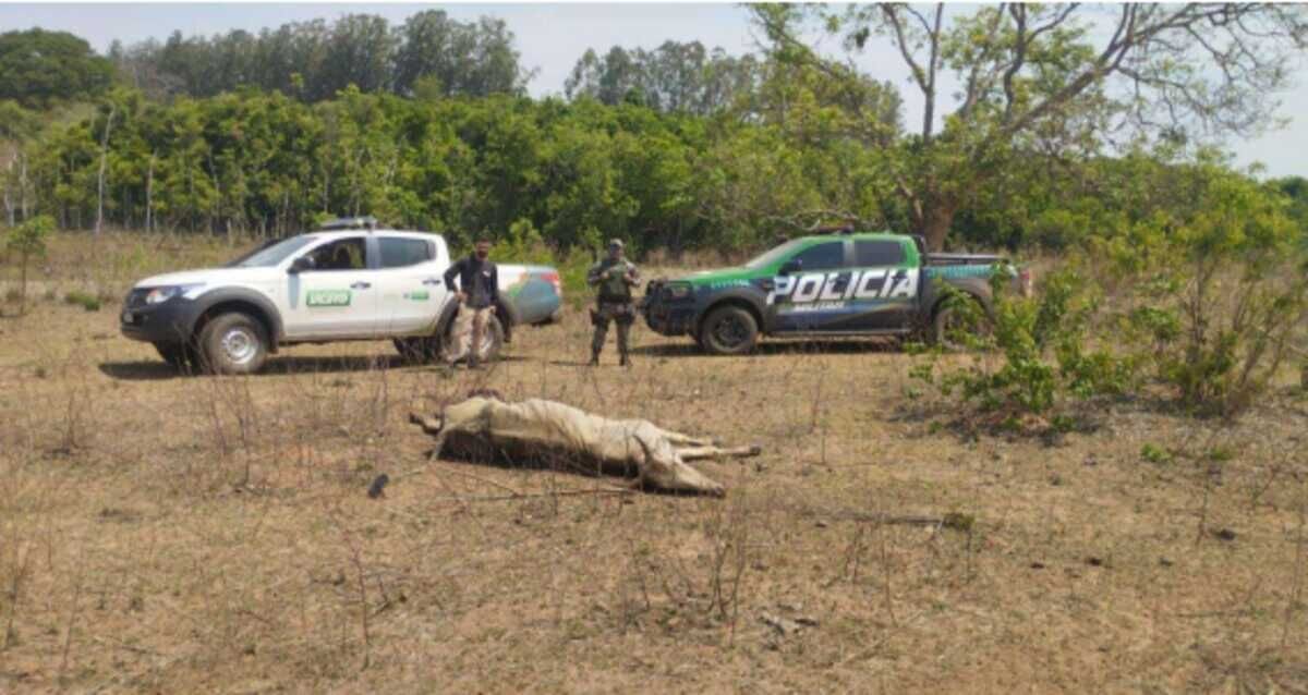 MPMS investiga empresário Renato de Nadai por maus-tratos a 500 bovinos