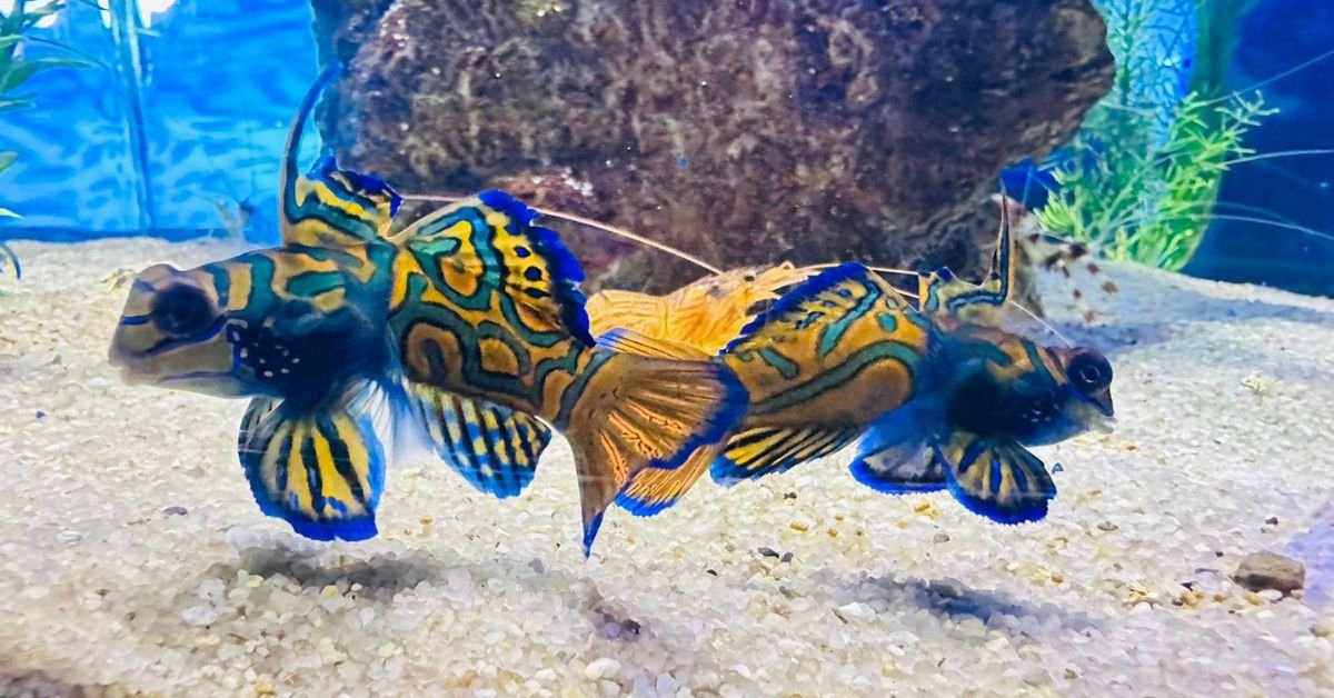 Oceanic Aquarium lança promoção de Carnaval e destaca animais exóticos em SC