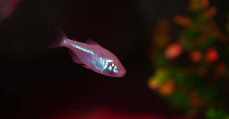 Oceanic Aquarium recebe Peixe-cego da caverna e surpreende visitantes em SC