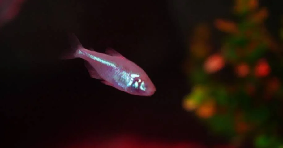 Oceanic Aquarium recebe Peixe-cego da caverna e surpreende visitantes em SC