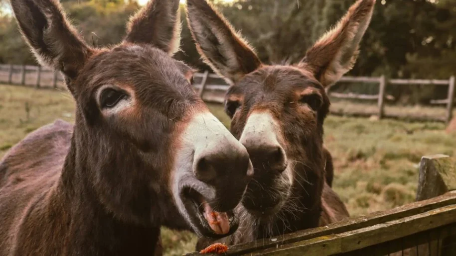 Pesquisadores brasileiros revelam técnica para salvar jumentos da extinção iminente