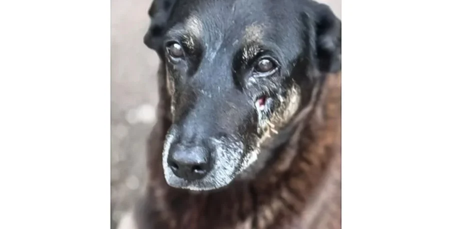 Polícia Civil de SC pede apreensão de passaporte de adolescente por morte de cão Orelha