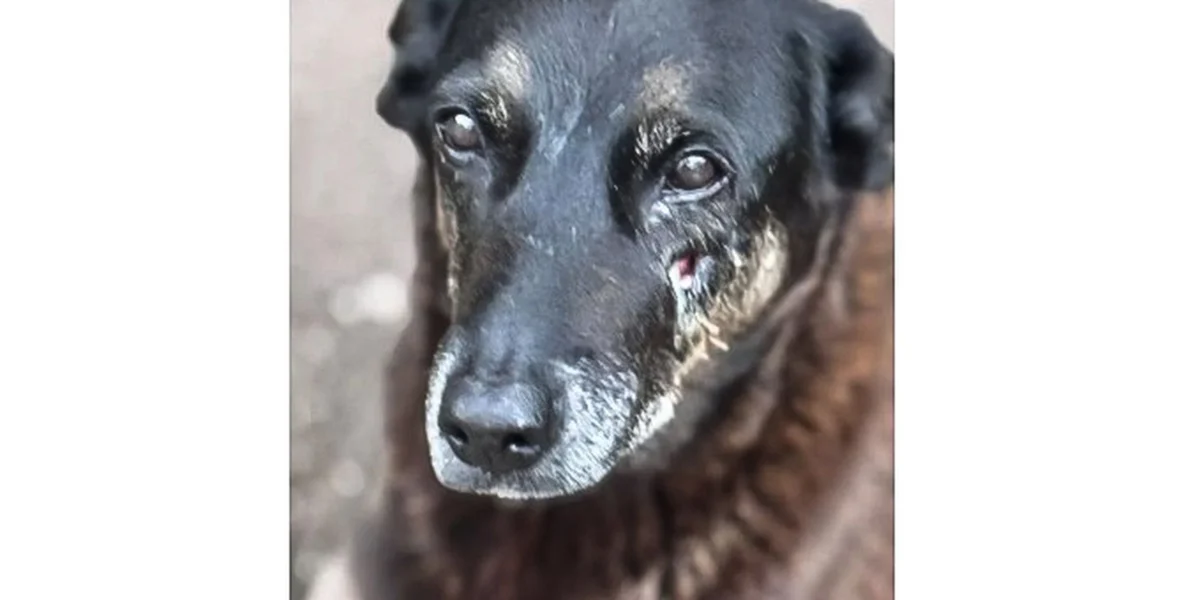 Polícia Civil de SC pede apreensão de passaporte de adolescente por morte de cão Orelha